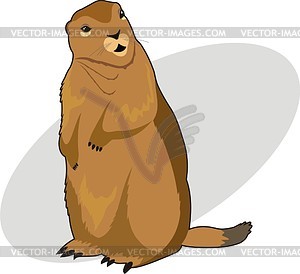 Marmot - vector clipart