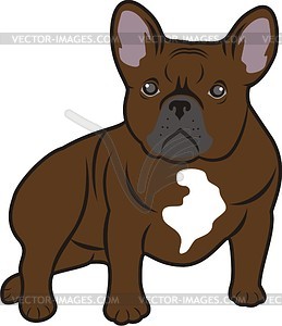 Pug - vector image