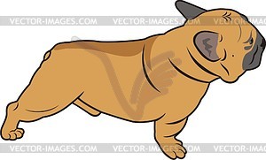 Pug - vector image