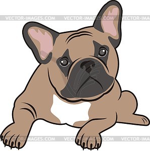 Pug - stock vector clipart