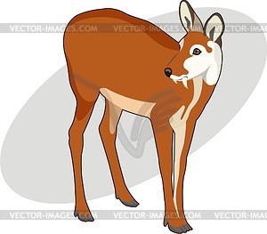 Musk-deer - vector clipart