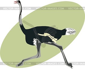 Ostrich - vector clipart / vector image