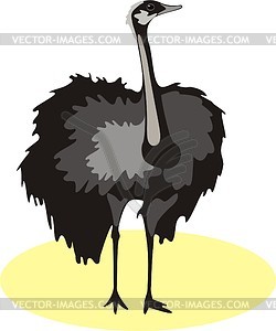 Ostrich - vector clipart