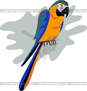 Попугай - цветной векторный клипарт