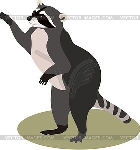 Raccoon - vector image