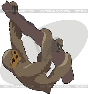 Sloth - vector image