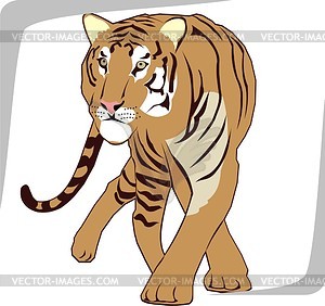 Тигр - клипарт в векторе