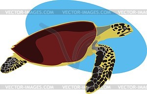 Turtle - vector image