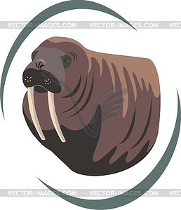 Walrus - vector clipart