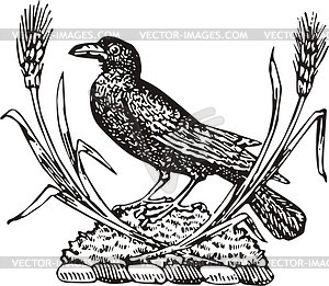 Raven and wheat ears - vector clipart