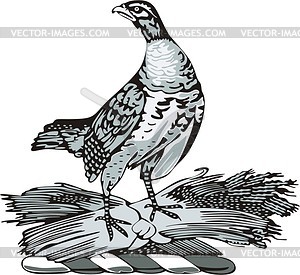 Pheasant on sheaves - vector clipart