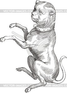 Canis Major (Great Dog, «Uranographia» by J. Hevelius) - vector clipart