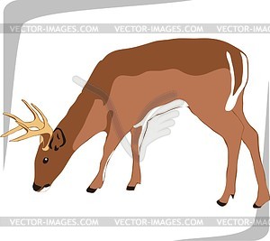 Deer - vector clipart