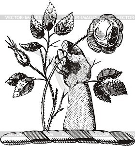 Hand with rose (Aiton clan crest) - vector clipart