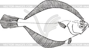 Hippoglossoides elassodon (flat-head sole) - vector clipart