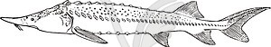 Huso dauricus (sturgeon) - vector clipart