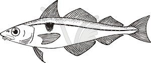 Melanogrammus aeglefinus (haddock) - vector clipart