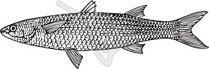 Mugil saliens (grey mullet) - vector clipart