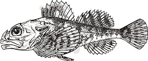 Myoxocephalus scorpius (sculpin) - vector clipart