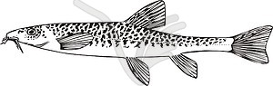 Nemachilus strauchi - vector clipart