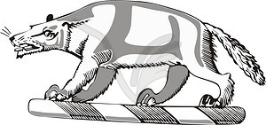 Opossum - vector clipart