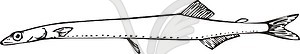Salangichthys microdon - vector clipart