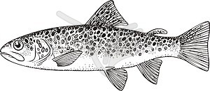 Salmo trutta (brook trout) - vector clipart