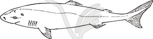 Somniosus microcephalus (greenland shark) - vector clipart