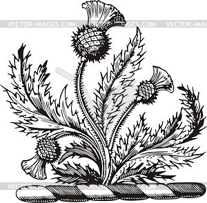 Thistle - vector EPS clipart