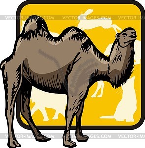 Верблюд - изображение в векторе