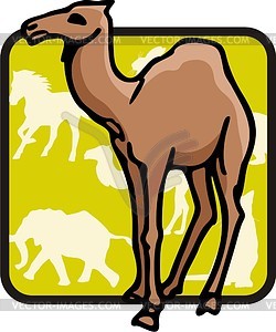 Camel - vector image