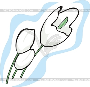 White tulips - vector clipart