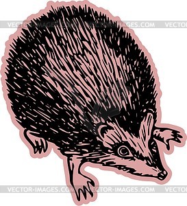 Hedgehog - vector image