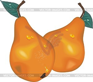 Pears - vector image