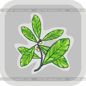 Bay leaves - vector clip art