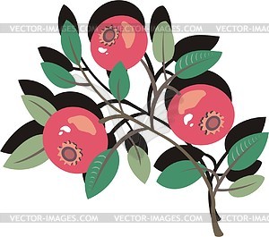 Berries - vector image