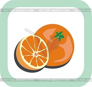 Oranges - vector clipart