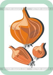 Onion - vector clipart