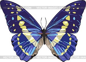 Butterfly - vector clip art