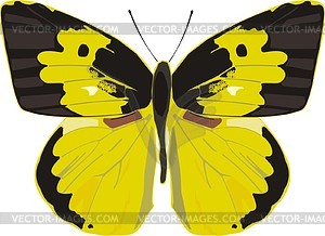 Butterfly - vector clip art