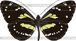 Elzunia pavonii butterfly - vector clipart