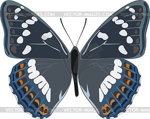 Limenitis populi butterfly - vector clipart