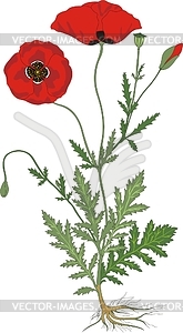 Flowers, leafs, seed and roots of poppies - vector clipart