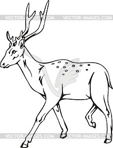 Chital - vector clipart