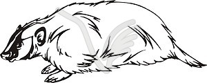 Badger - vector clip art