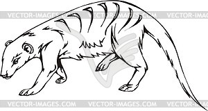 Banded mongoose - vector clipart