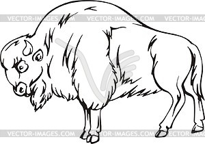 Bison - vector image