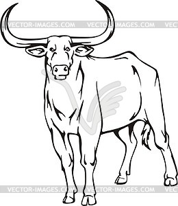 Buffalo - vector clipart