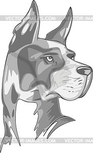 Doberman - vector clipart