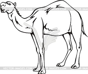 Dromedary - vector clipart